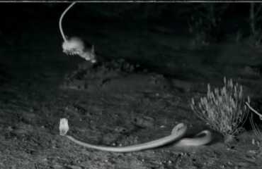 لن تصدق عيناك.. "فأر" ينجو من أفعى علي طريقة "جون سينا" (فيديو)